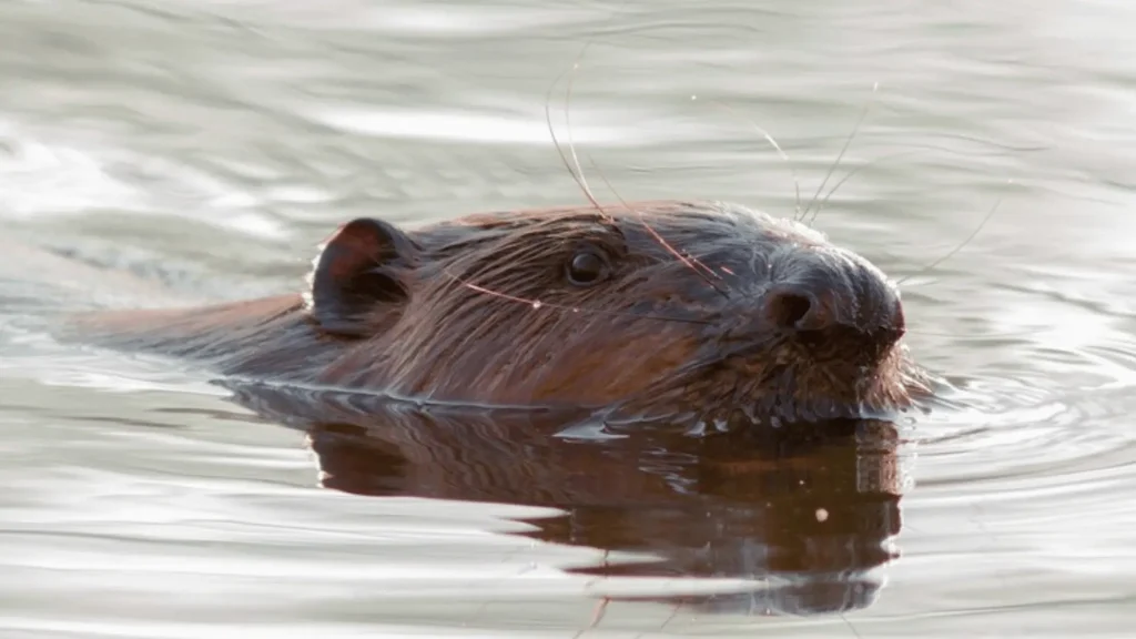 Angry Beaver Names