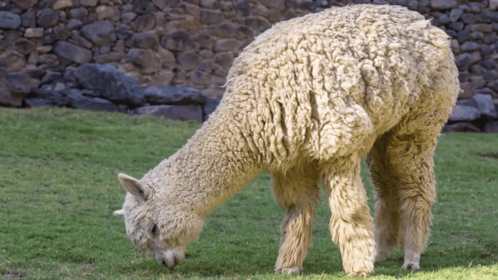 Boy Alpaca Names