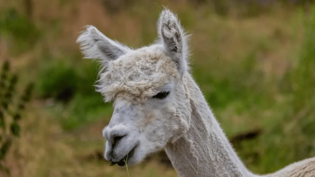 Catchy Alpaca Names (1)