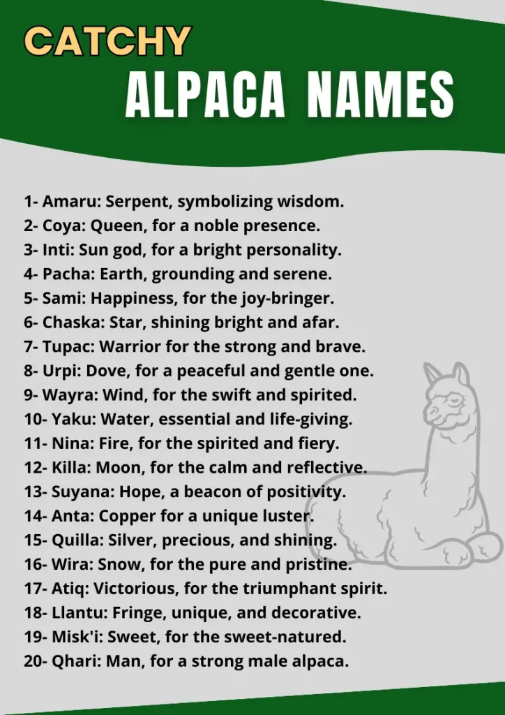 Catchy Alpaca Names infographic