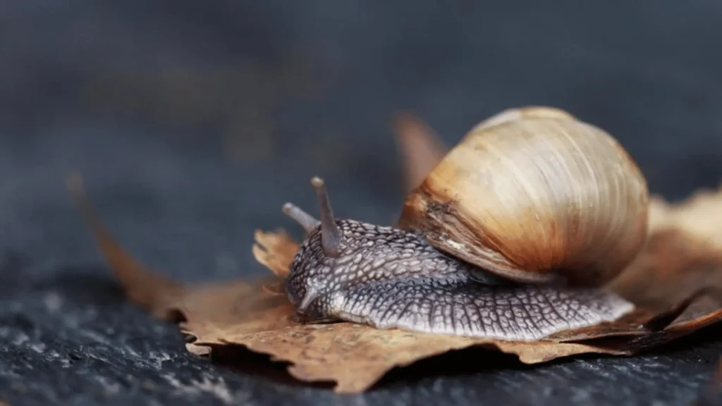 Catchy Snail Male Names