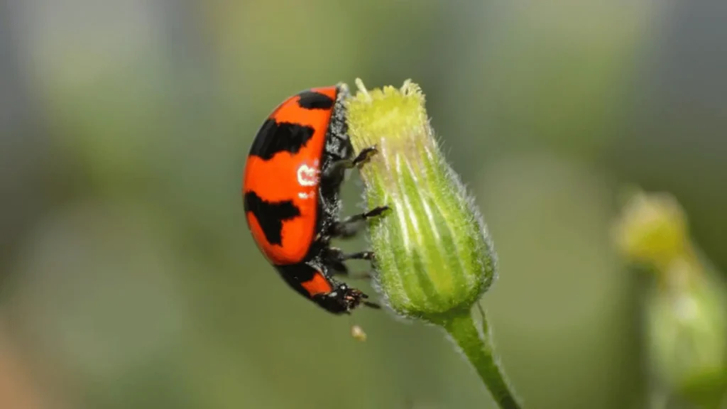 Cool Names for Ladybug