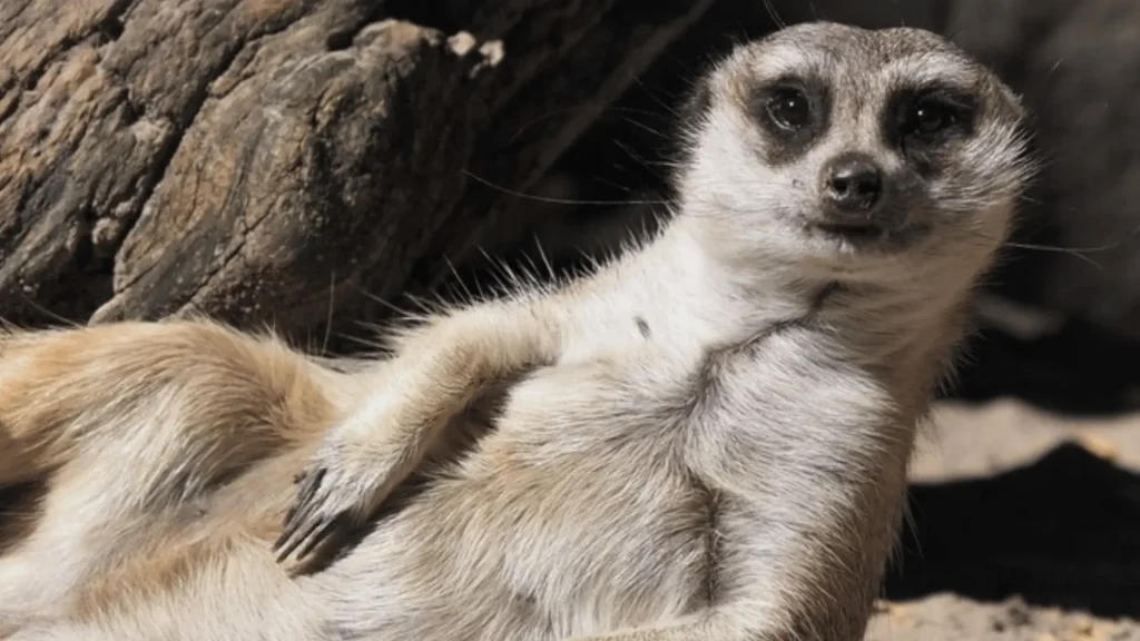 Cool Names for Meerkats