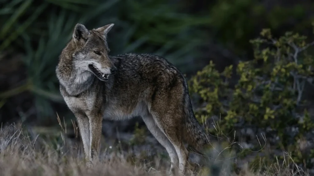 Coyote Girl Names