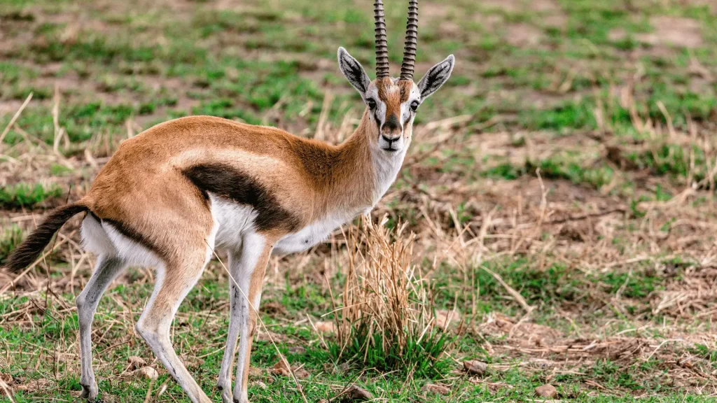 Creative Gazelle Girl Names