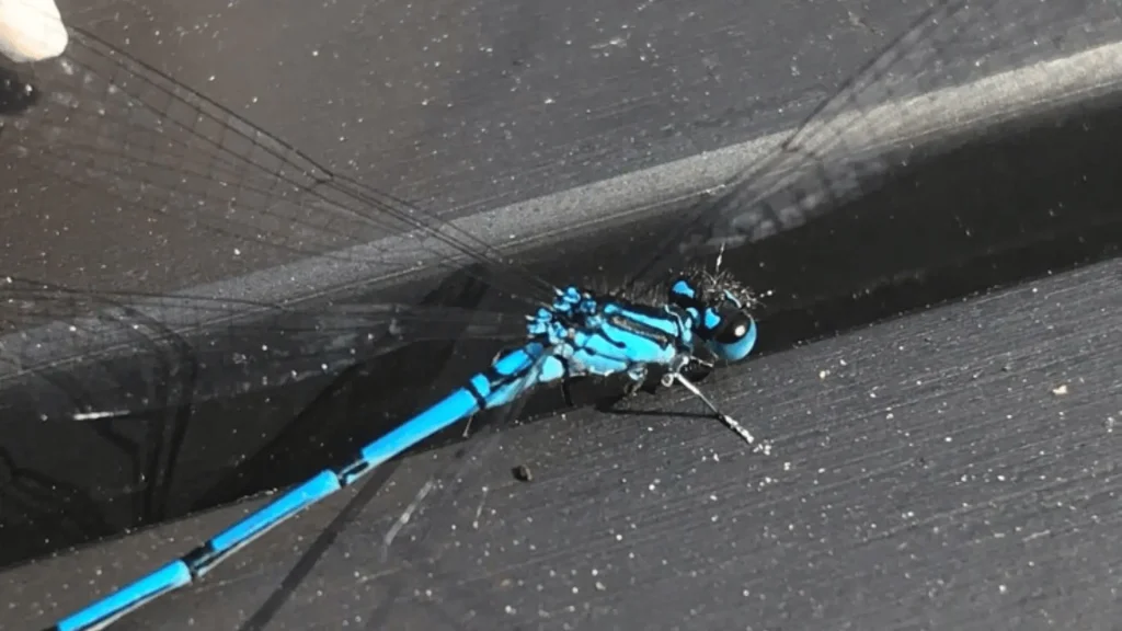 Cute Dragonfly Names