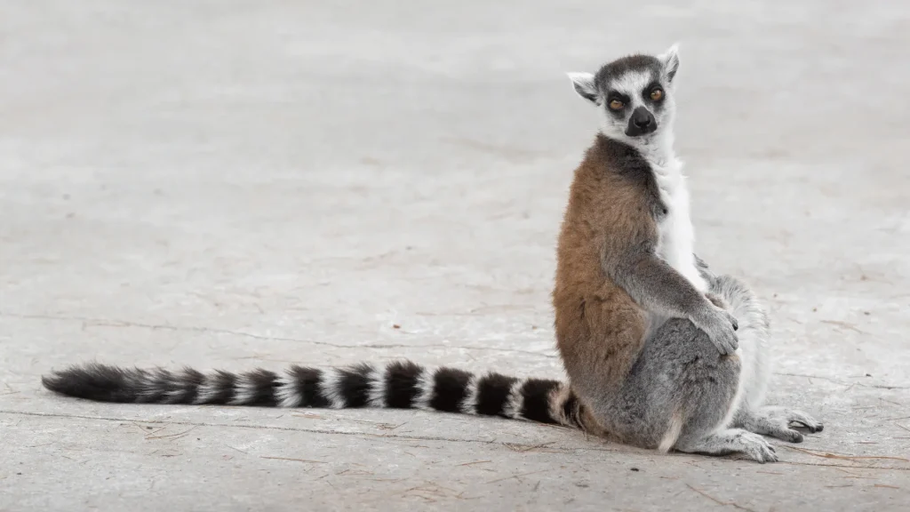 Cute Lemur Names