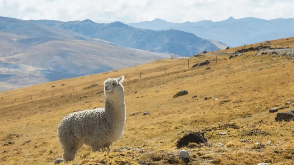 Cute Names for Alpacas