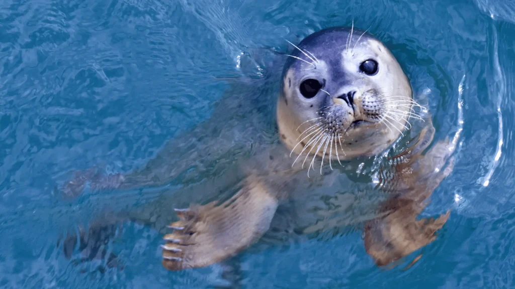 Cute Names for Seal