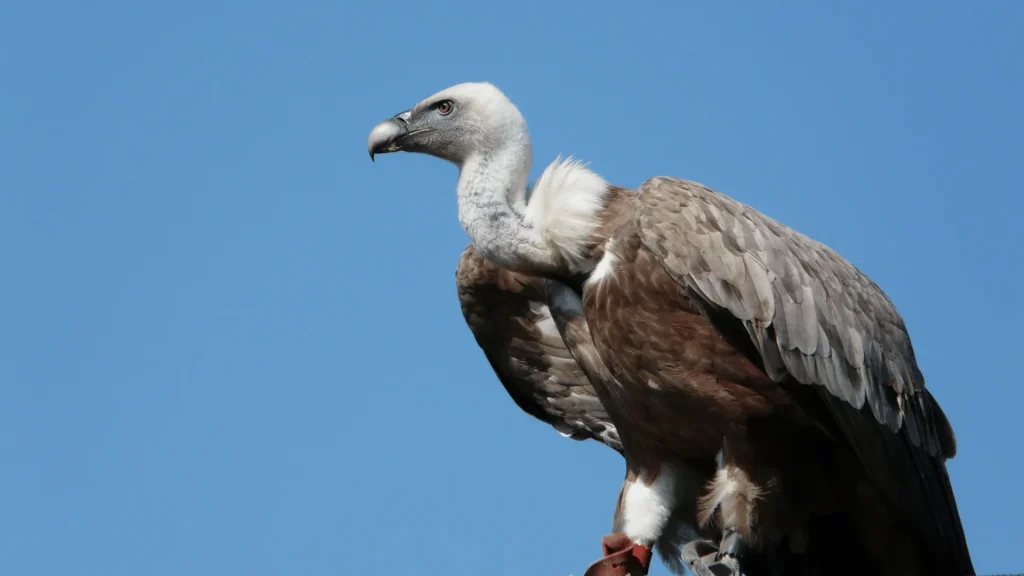 Cute Names for Vultures