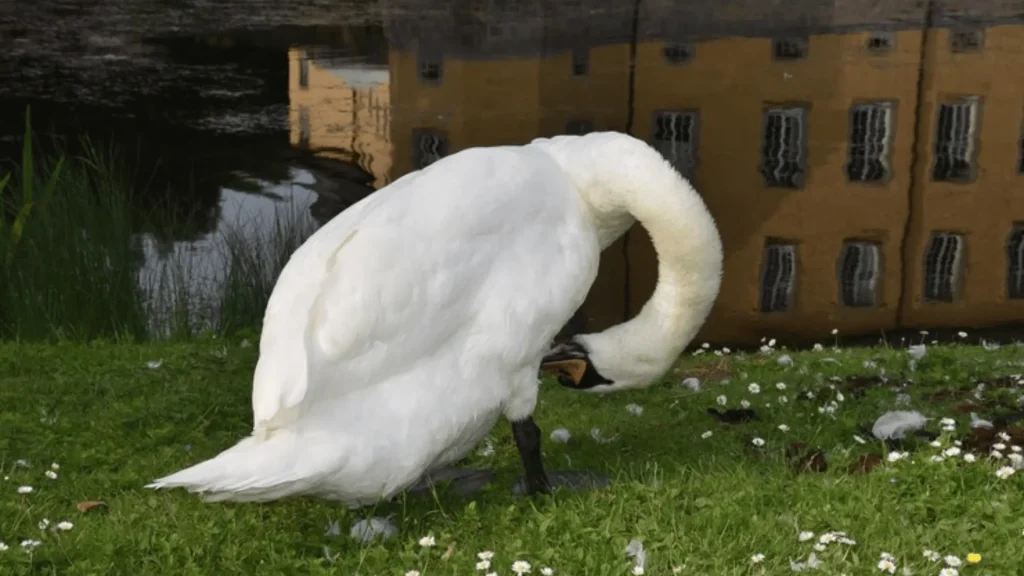 Cute Swan Names