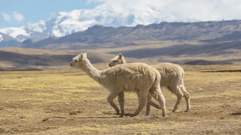 Famous Alpaca Names with Origin