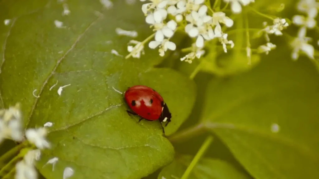 Female Ladybug Names