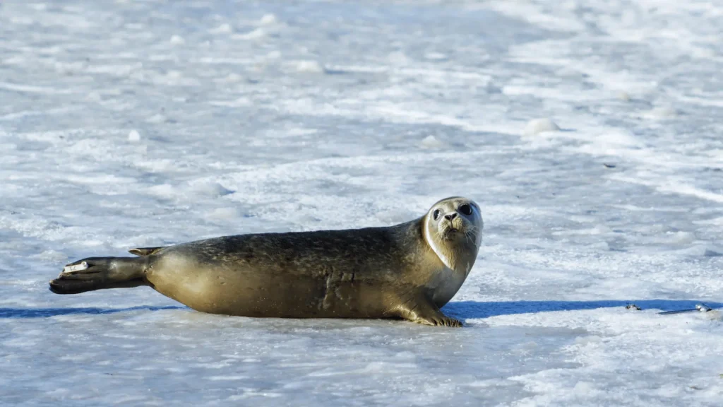 Female Seal Names
