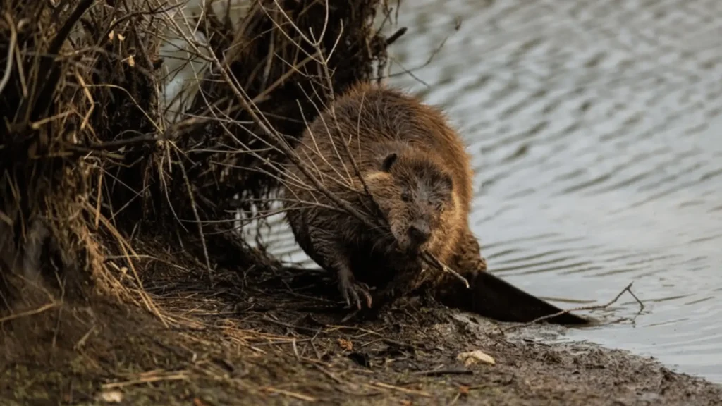 Funny Beaver Names (3)