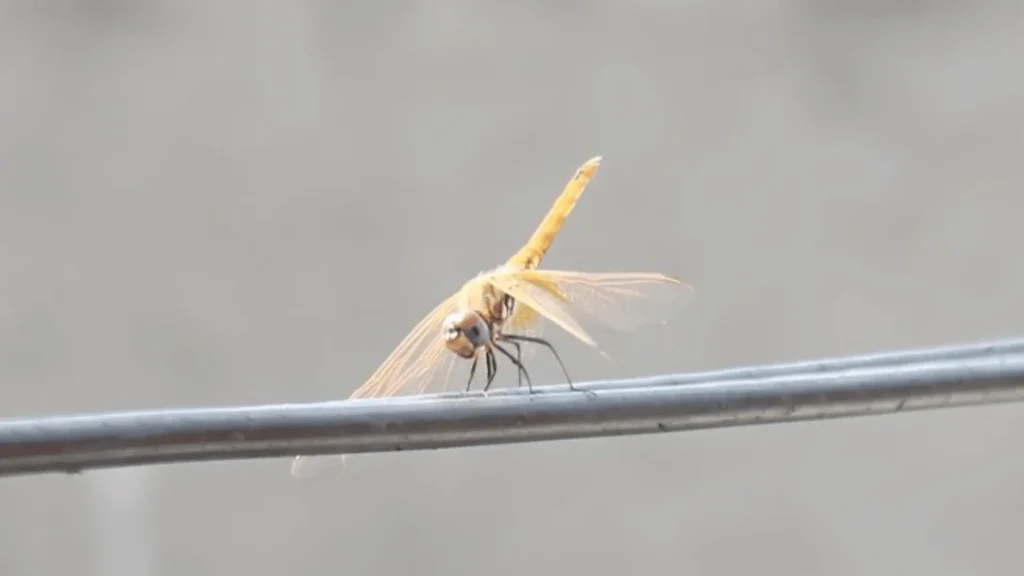 Funny Names for Dragonfly