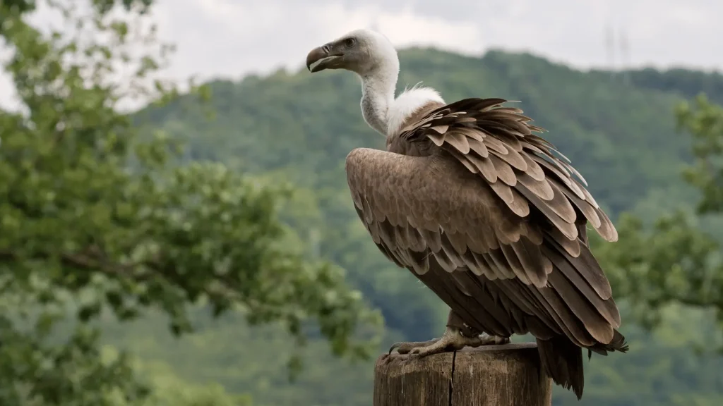 Funny Names for Vultures