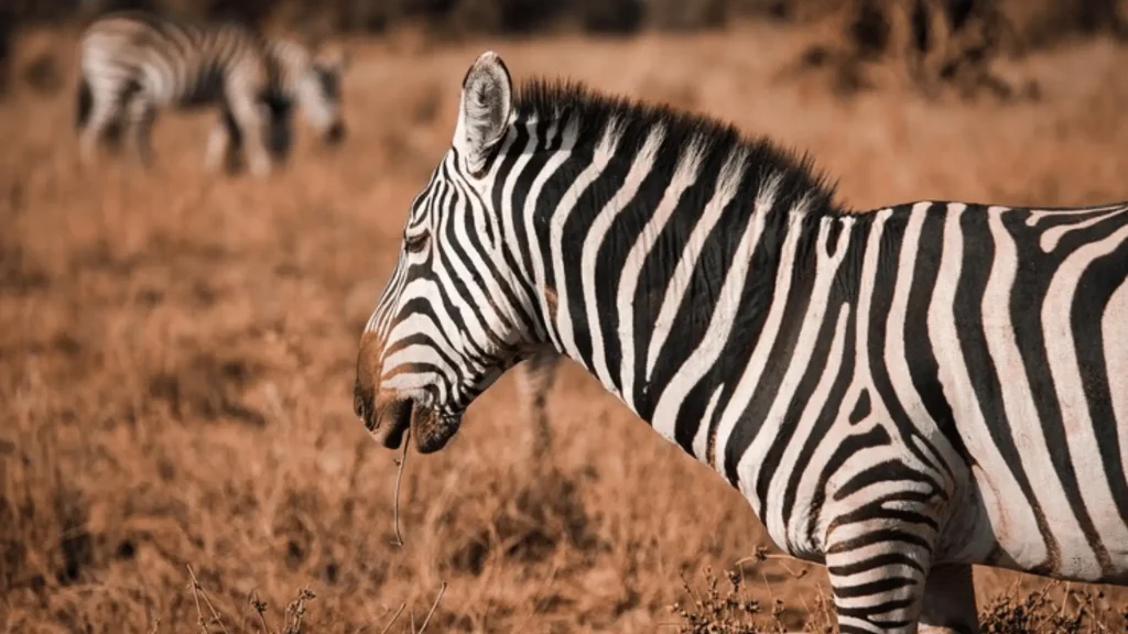 Funny Names for Zebras