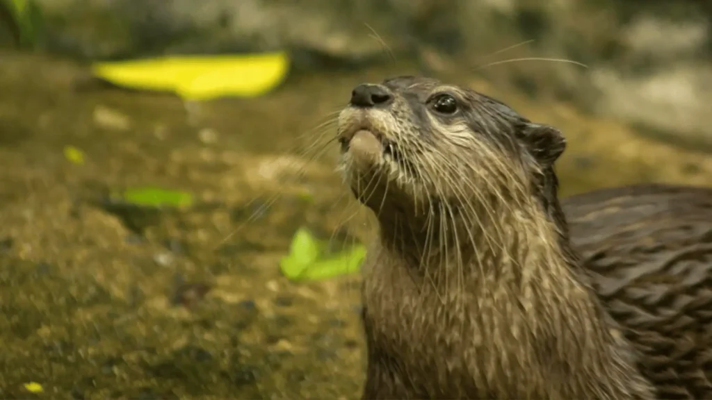 Funny Otter Names (3)