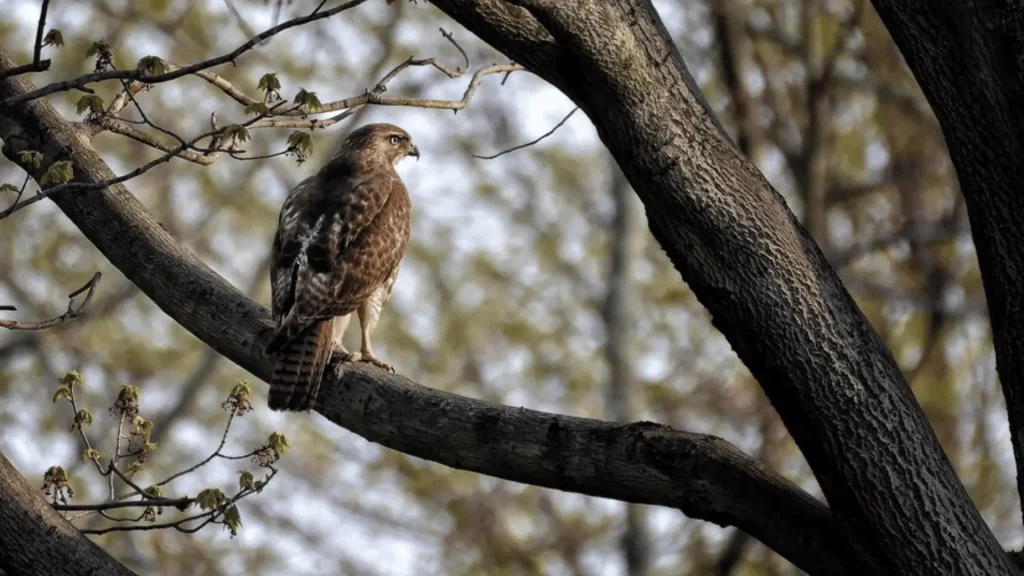 Hawk Female Names