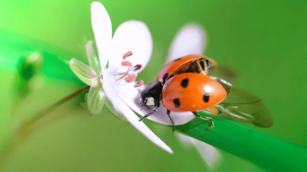 Ladybug Male Names