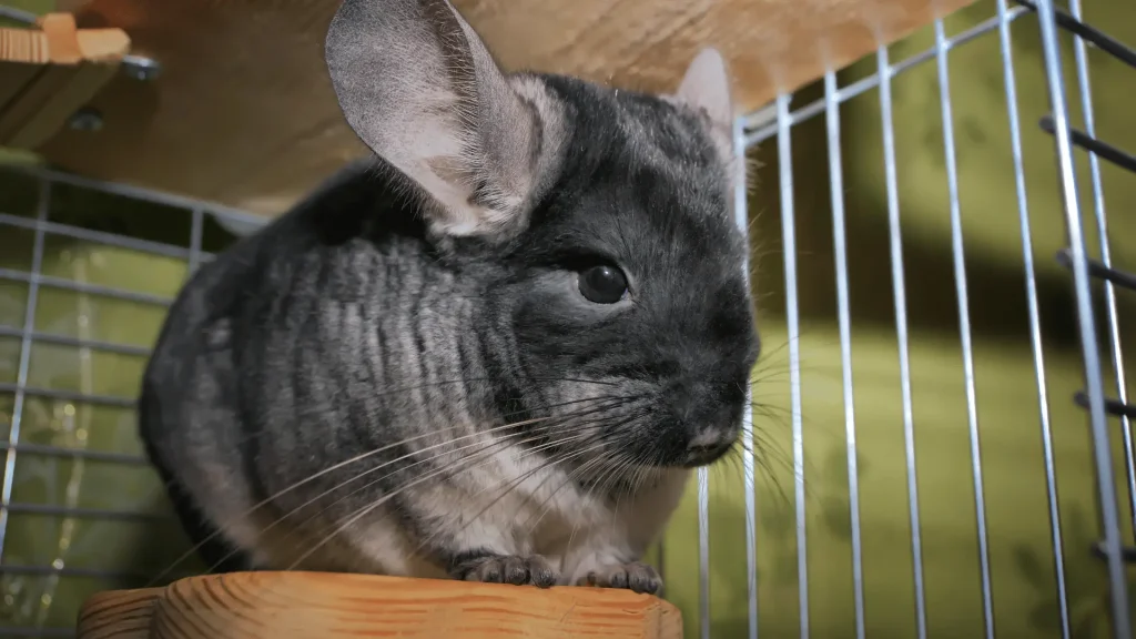 Male Chinchilla Names