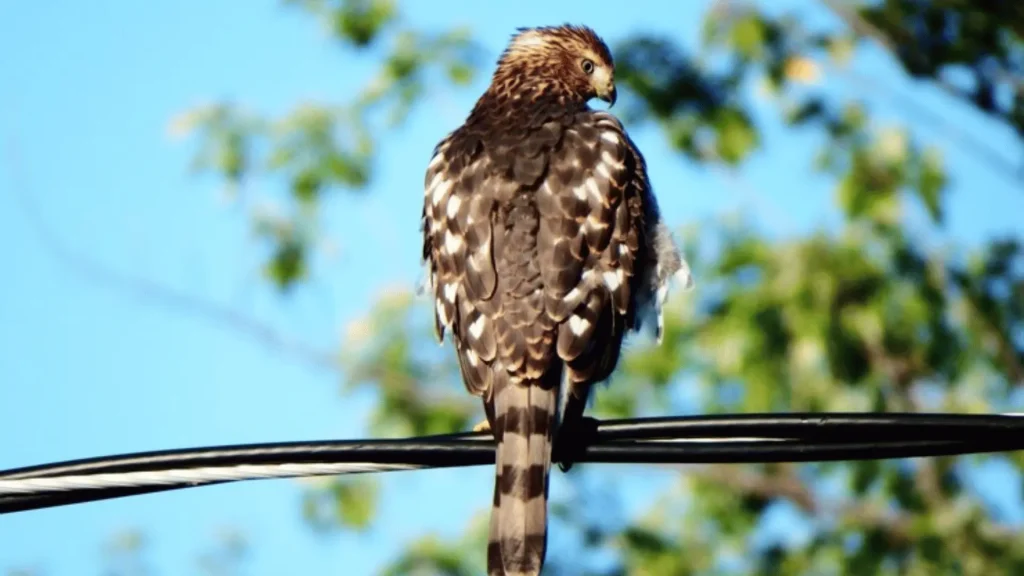 Male Hawk Names