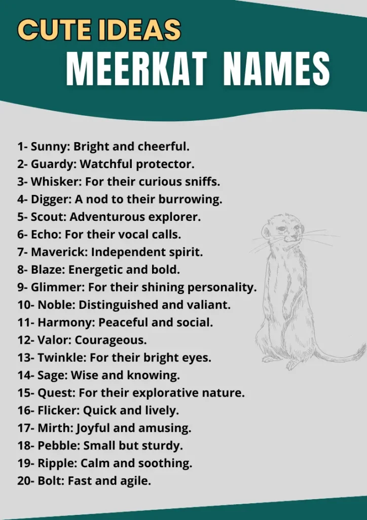 Meerkat Names infographic