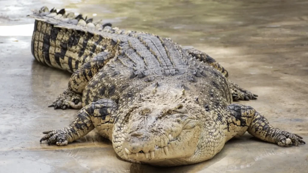 Names for Female Alligators