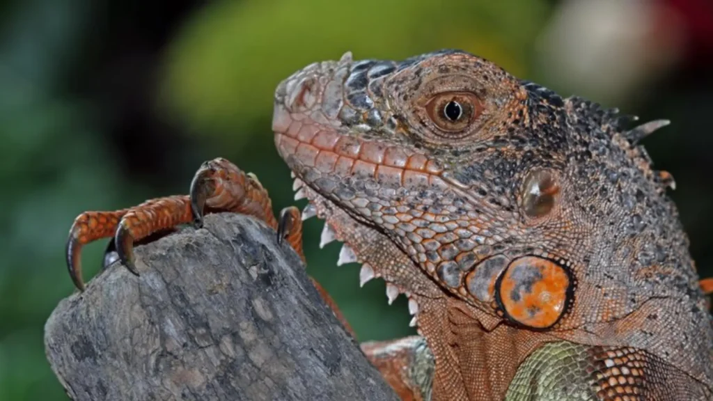 Blue Iguana Names