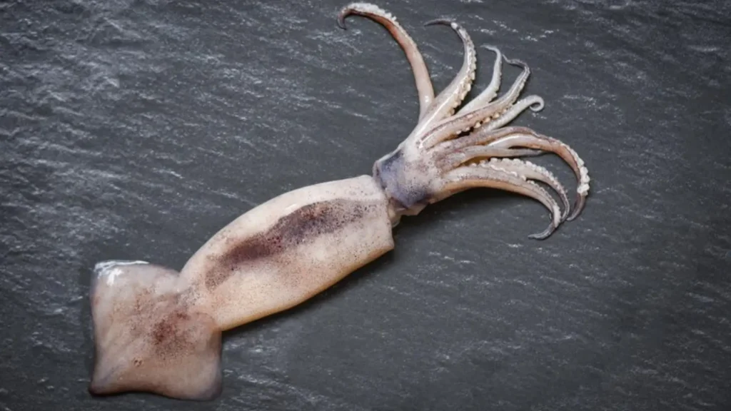 Cute Squid Names with Meaning