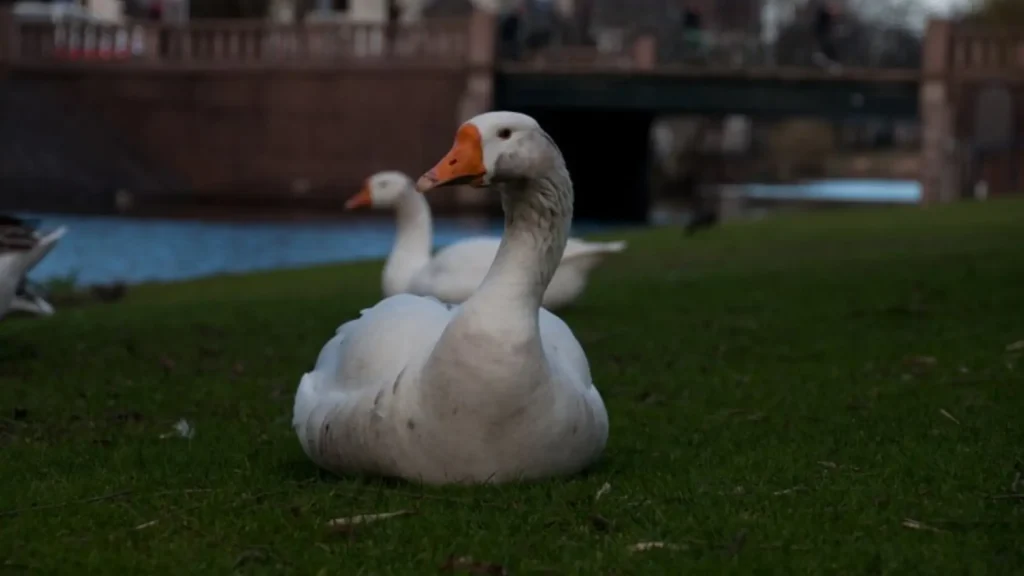 Famous Goose Names