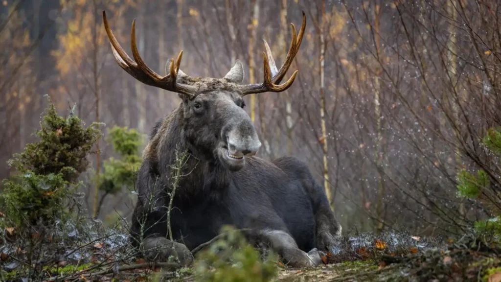 Funny Names for Moose