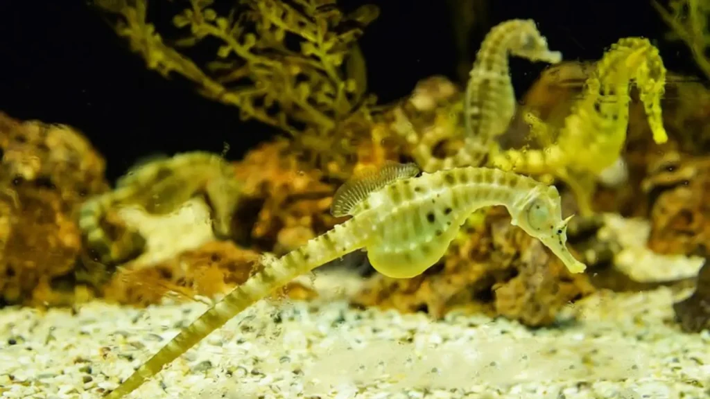 Funny Names for Seahorse