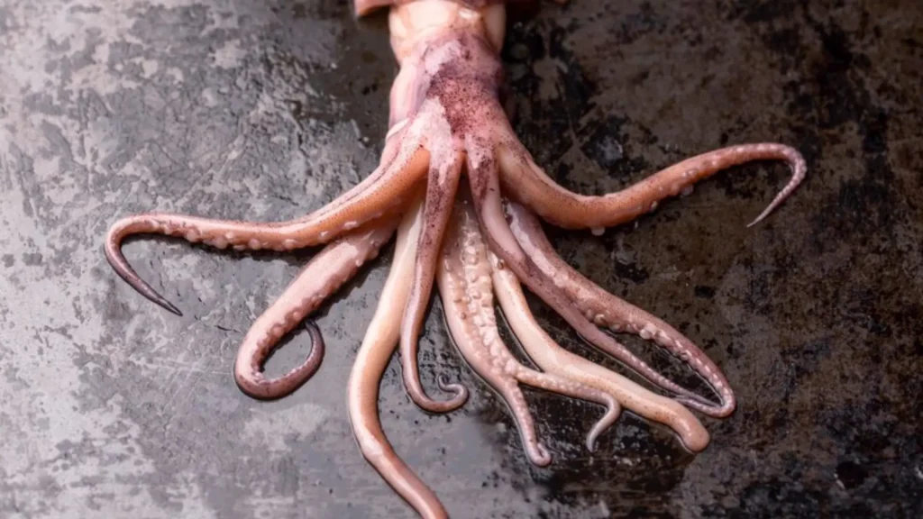 Giant Squid Names with Meaning