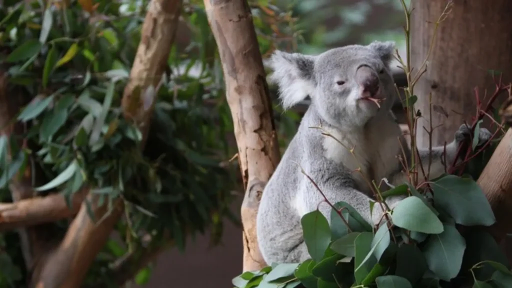 Girl Koala Names