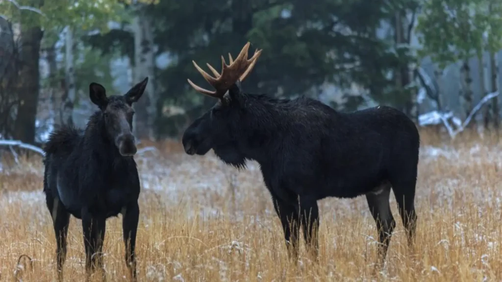 Pet Moose Name Ideas