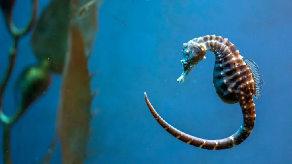 Seahorse Male Names