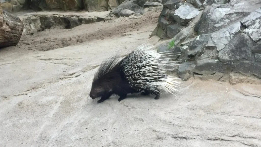 Cute Porcupine Names with Meaning