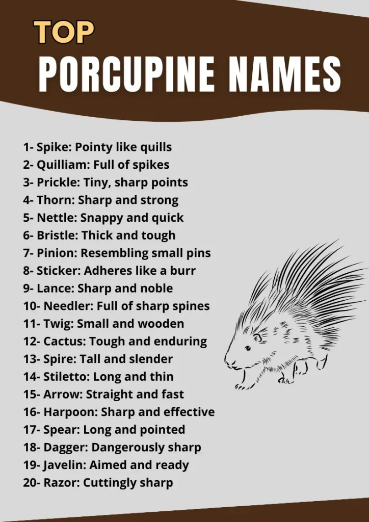 Top Porcupine Names infographic