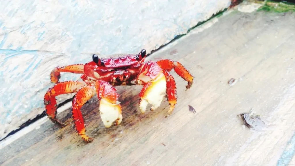 Cute Names for Crabs