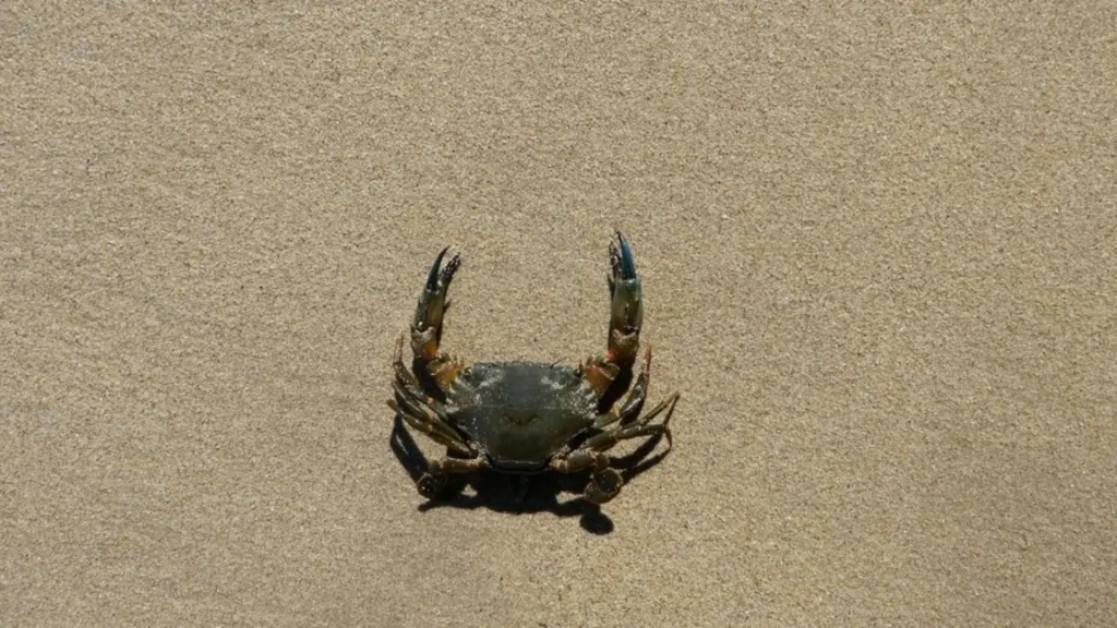 Names for Crab Male