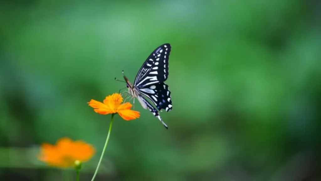 Baby Butterfly Names