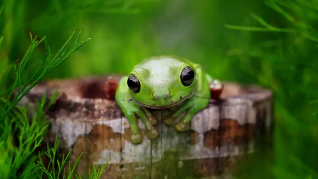 Baby Frog Names
