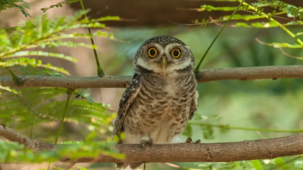 Baby Owl Names