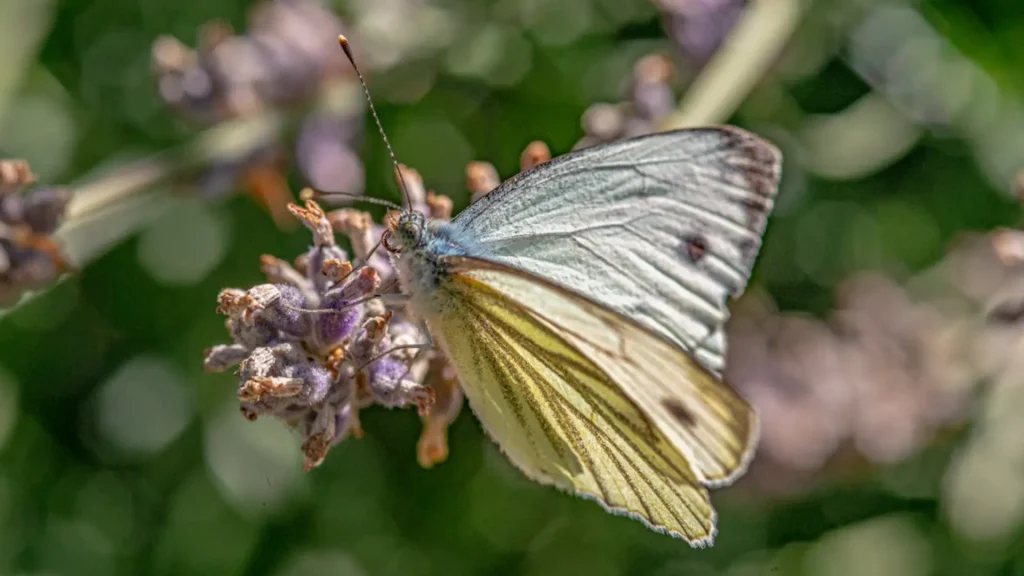 Badass Names for Moth with Meanings
