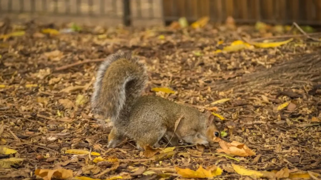 Badass Names for Squirrel