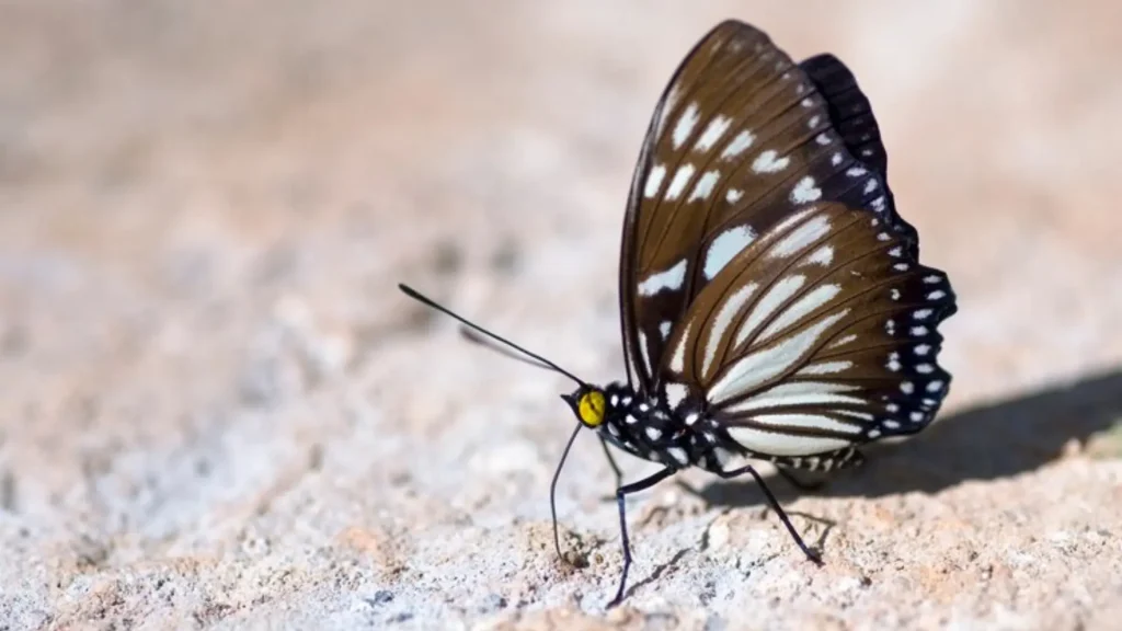 Boy Butterfly Names