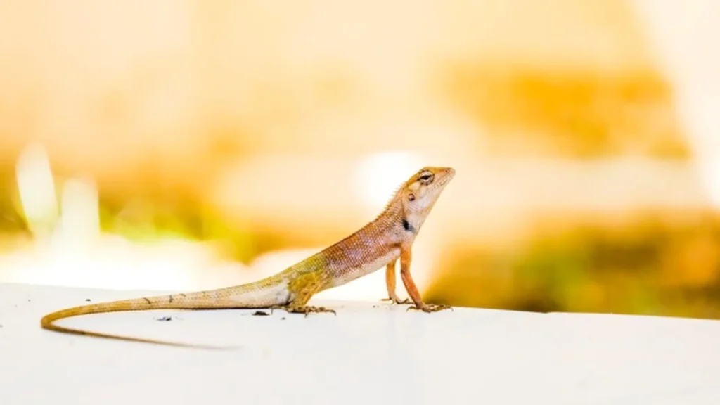 Female Lizard Names