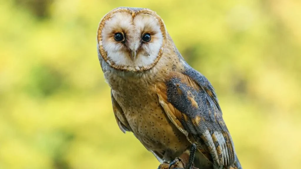 Female Owl Names